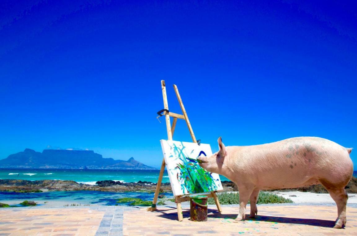 Inspiring Farm Sanctuary And Famous Painting Pig Hotel Franschhoek Kültér fotó